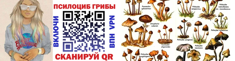 Псилоцибиновые грибы Cubensis  Купить где  Мамадыш 